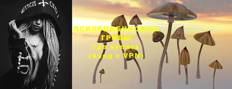 Псилоцибиновые грибы Psilocybe  даркнет сайт  Анива 